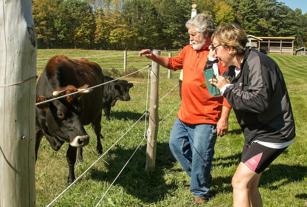 DaCy Meadow Farm people interacting with cows